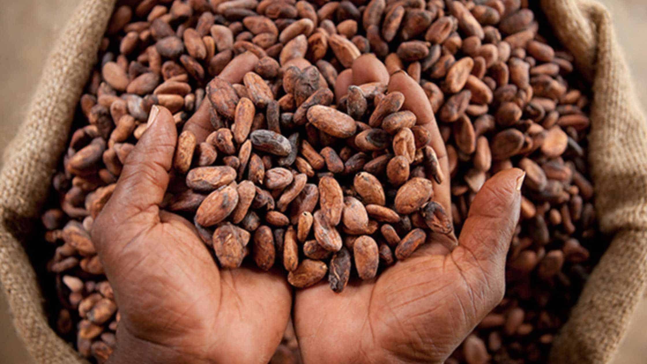 Why is Fair Trade Chocolate Important? - Whitakers Chocolates