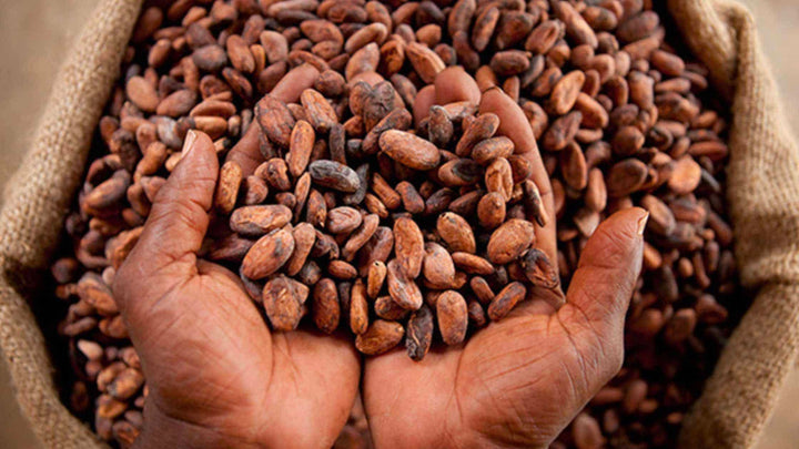 Why is Fair Trade Chocolate Important?