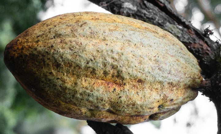 Theobroma Cacao - Everything You Need to Know