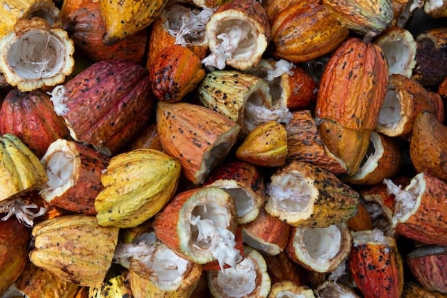 What Is Cacao Butter?