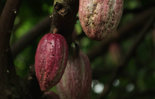 What Is Ruby Chocolate? And What Does It Taste Like?