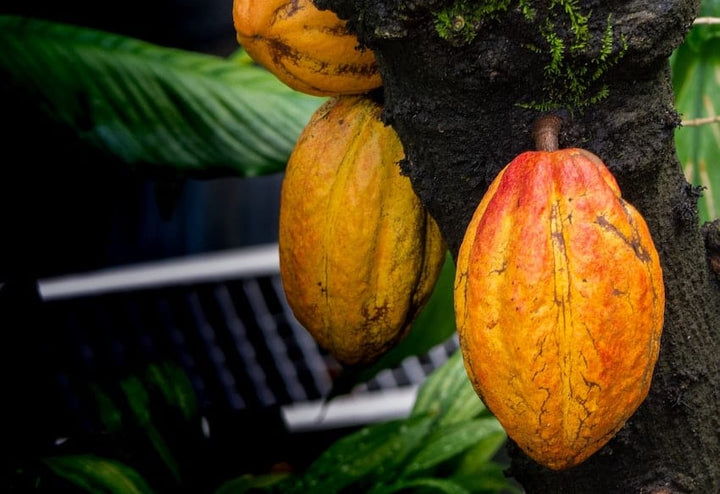 What is Cacao Fruit?