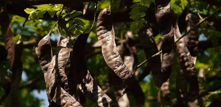What is Carob?