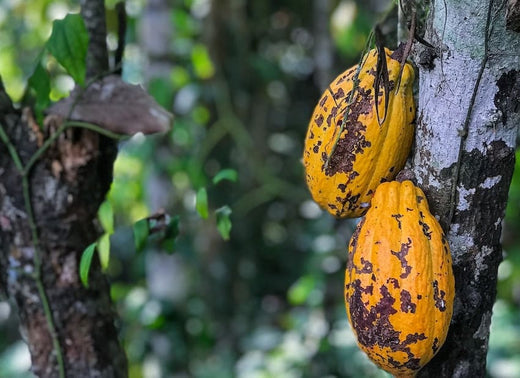 What is Fairtrade Chocolate?